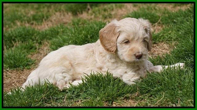 Macy Ollie pups 5 wks old 3720