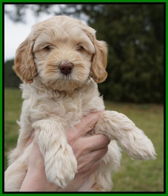 Macy Ollie pups 6 wks old 201