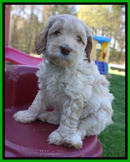 Macy Ollie pups 6 wks old 211