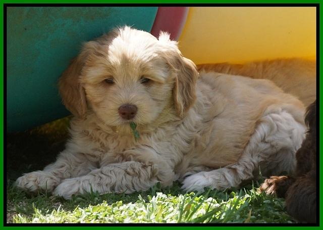 Macy Ollie pups 7 wks old 181