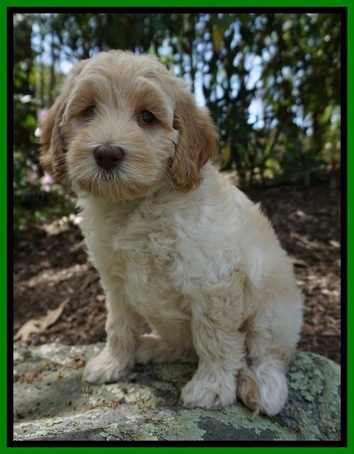Macy Ollie pups 8 wks old 111