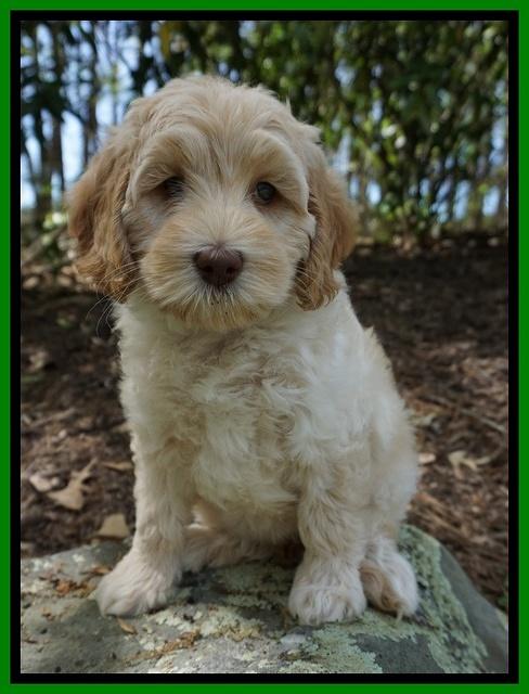 Macy Ollie pups 8 wks old 121