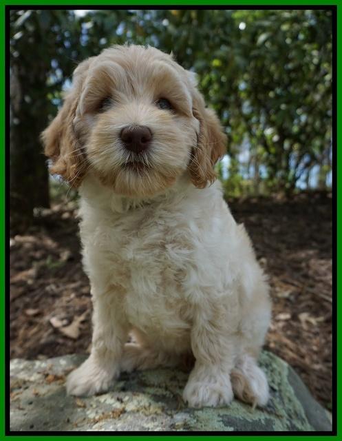 Macy Ollie pups 8 wks old 131