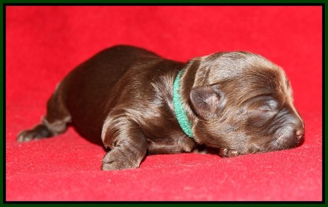 Macy Ollie pups 1 wk old 17200