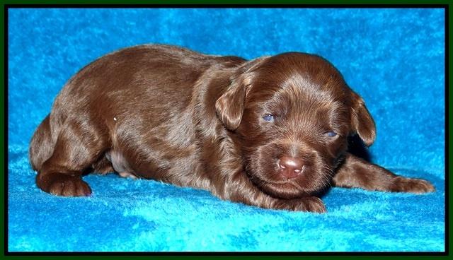 Macy Ollie pups 2 wks old 161