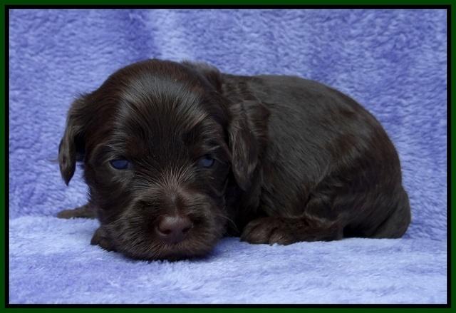 Macy Ollie pups 3 wks old 1 101