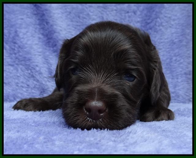 Macy Ollie pups 3 wks old 1 110