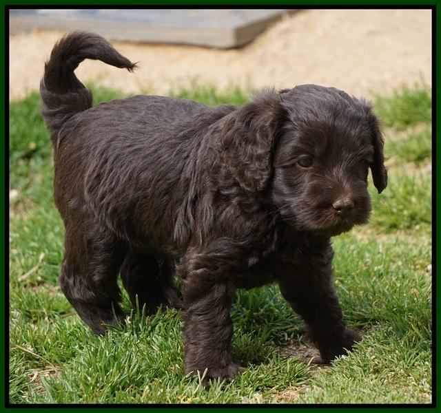 Macy Ollie pups 5 wks old 4420