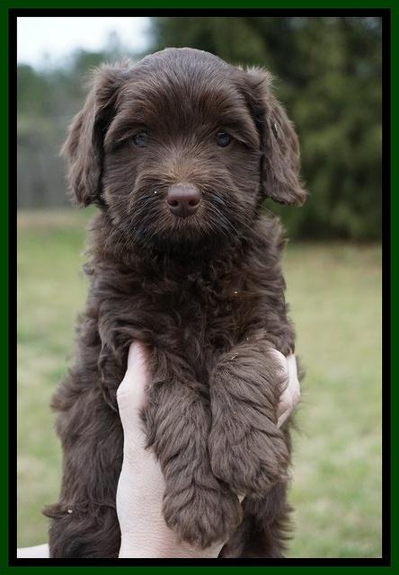 Macy Ollie pups 6 wks old 221