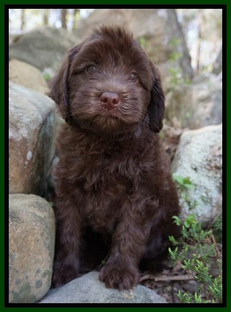 Macy Ollie pups 8 wks old 221