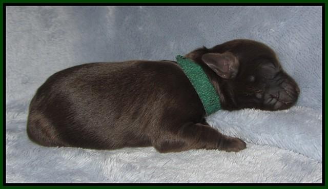 Macy Ollie pups newborn 101