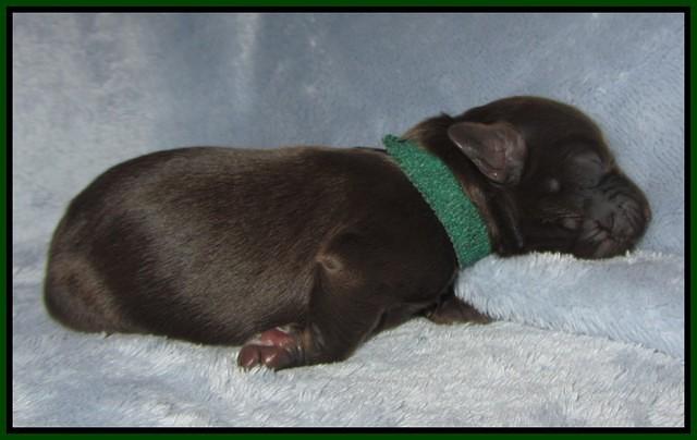 Macy Ollie pups newborn 111