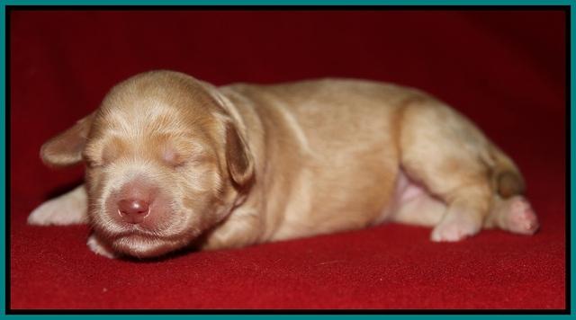 Macy Ollie pups 1 wk old 20200