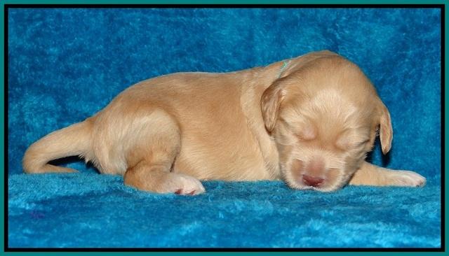 Macy Ollie pups 2 wks old 171