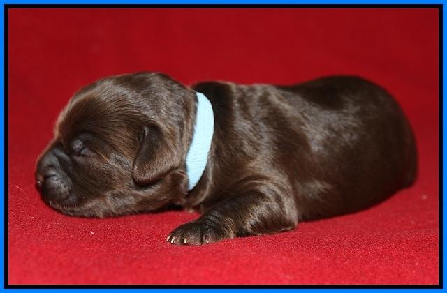 Macy Ollie pups 1 wk old 21200