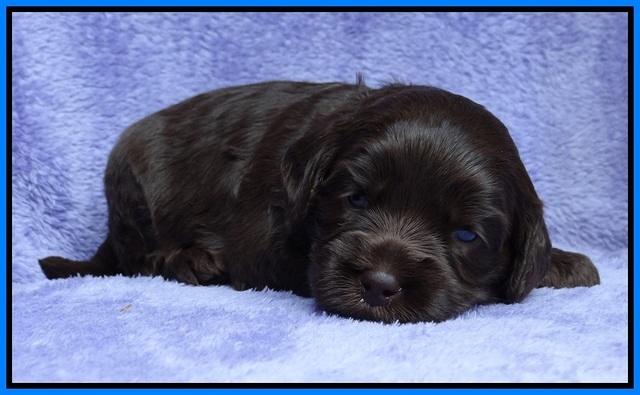 Macy Ollie pups 3 wks old 1 144