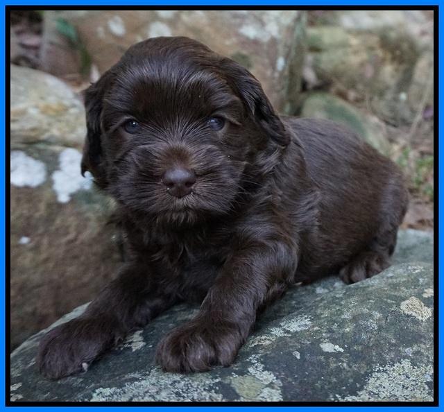 Macy Ollie pups 4 wks old 201