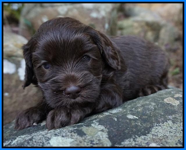 Macy Ollie pups 4 wks old 211