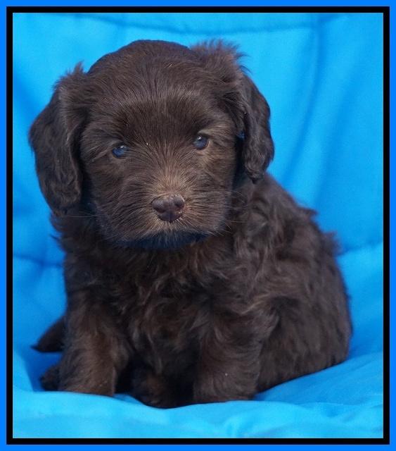 Macy Ollie pups 5 wks old 4920