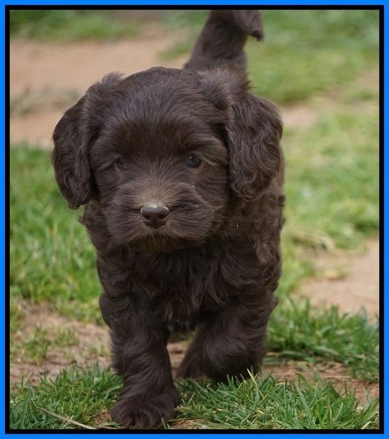 Macy Ollie pups 5 wks old 5120
