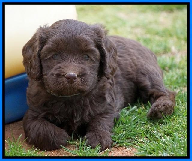 Macy Ollie pups 5 wks old 5220