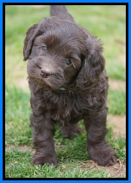 Macy Ollie pups 5 wks old 5320