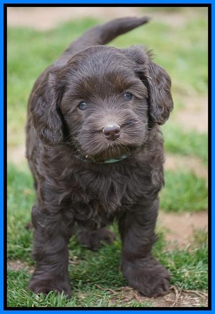 Macy Ollie pups 5 wks old 5520