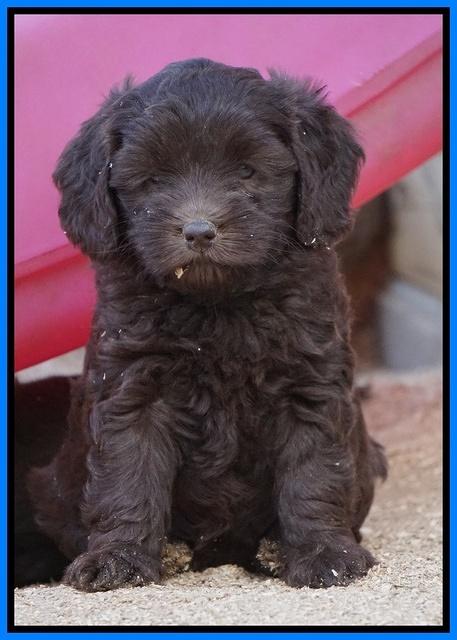 Macy Ollie pups 6 wks old 321