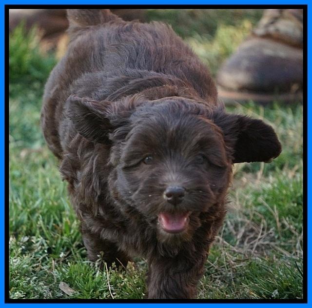 Macy Ollie pups 7 wks old 351000