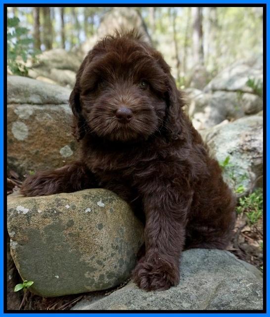 Macy Ollie pups 8 wks old 271