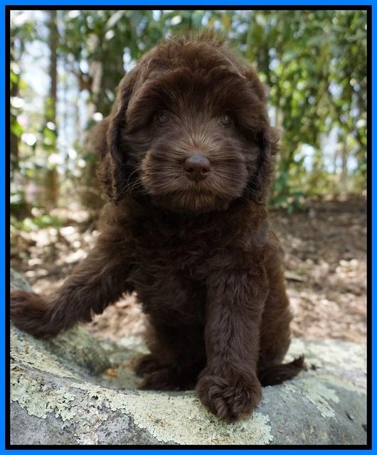 Macy Ollie pups 8 wks old 281