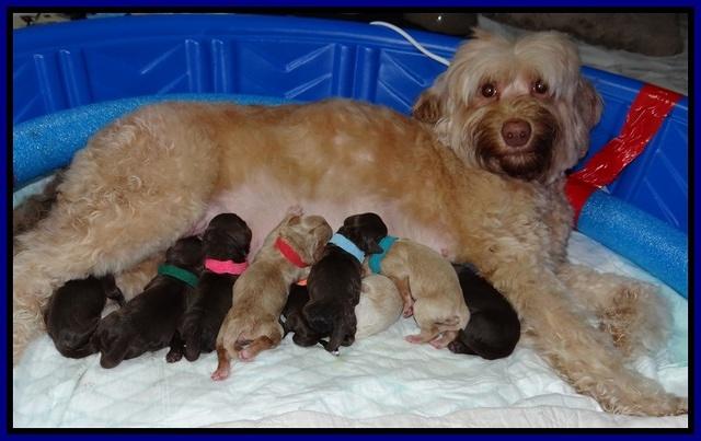 Macy Ollie Newborn pictures 1 006