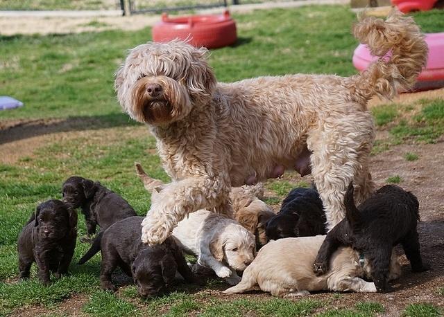 Macy Ollie pups 5 wks old 5820