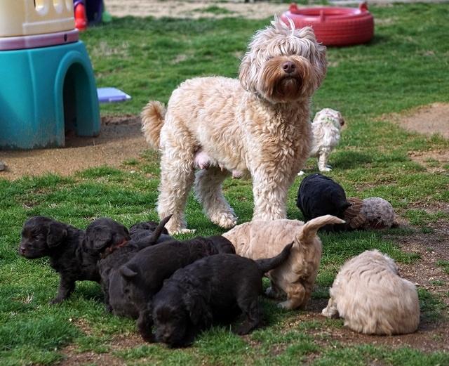Macy Ollie pups 5 wks old 5920