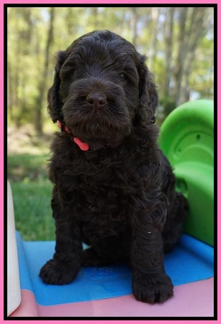 Liza TRAce pups 5 wks old 21