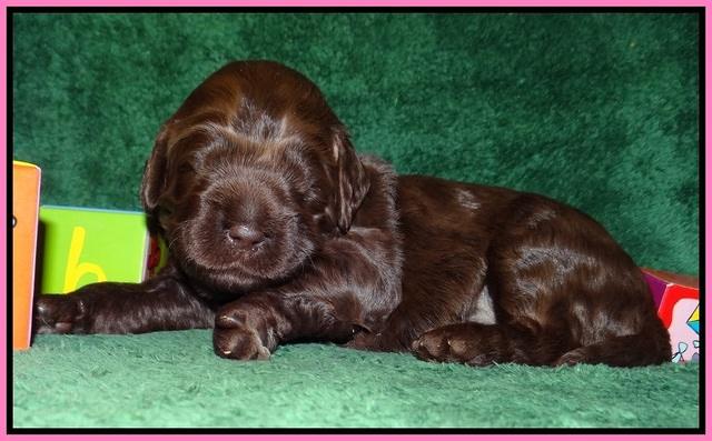 Liza Trace pups 2 wks old 11
