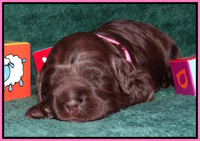Liza Trace pups 2 wks old 41