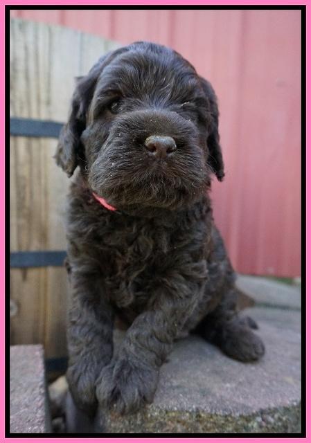 Liza Trace pups 4 wks old 11