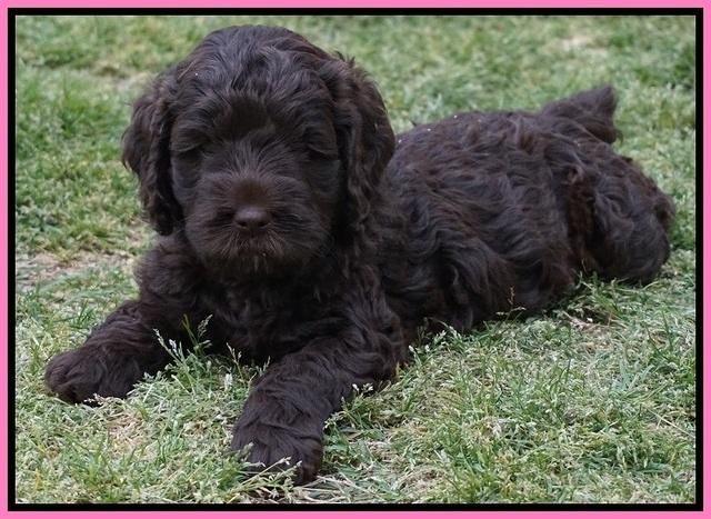 Liza Trace pups 6 wks old 31