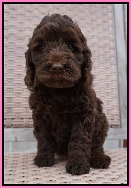 Liza Trace pups 7 wks old 11