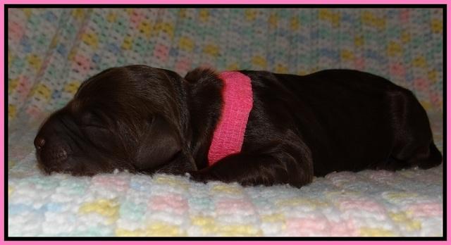 Liza Trace pups new born 21