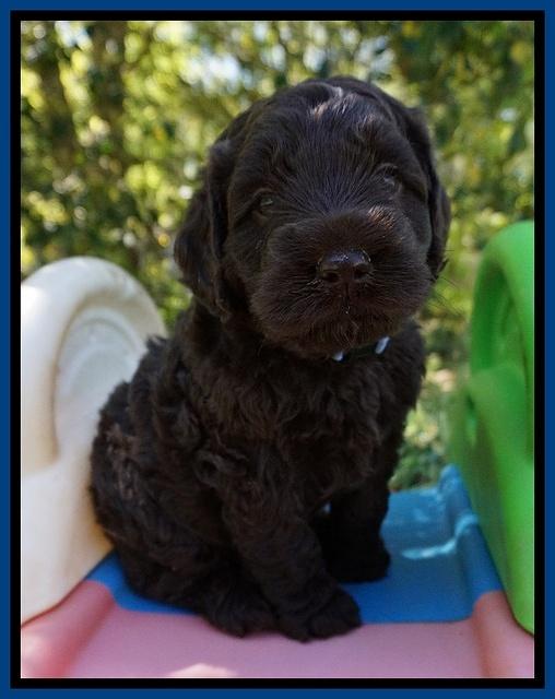Liza TRAce pups 5 wks old 51