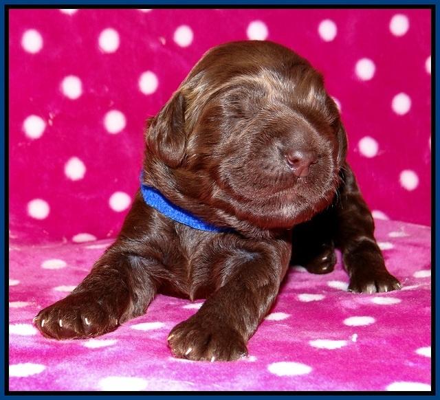 Liza Trace pups 1 wk old 41