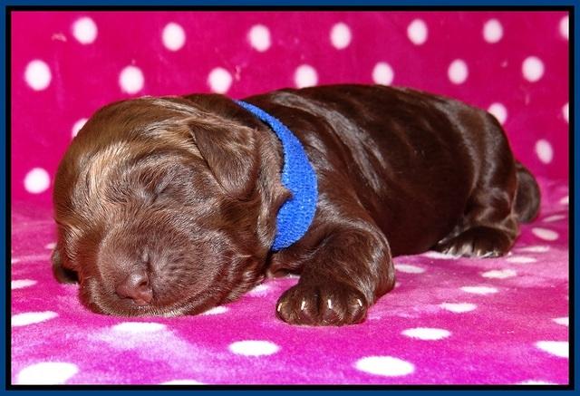 Liza Trace pups 1 wk old 51
