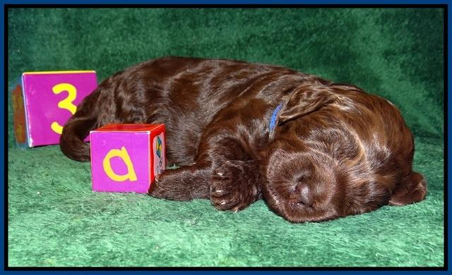 Liza Trace pups 2 wks old 61