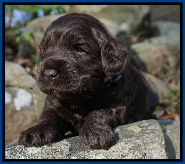 Liza Trace pups 3 wks old 51