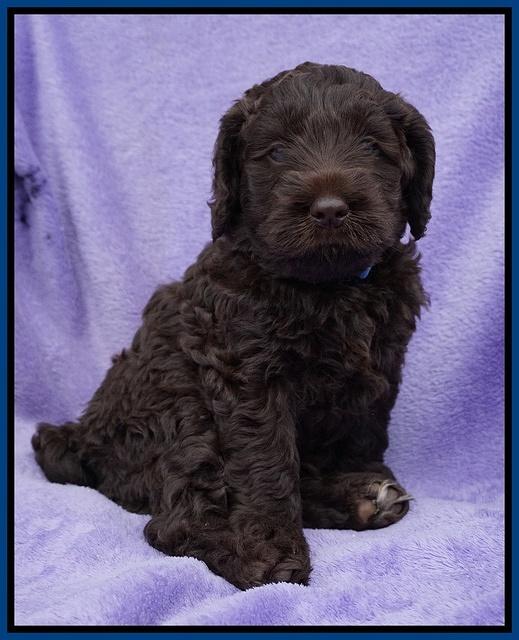 Liza Trace pups 6 wks old 51