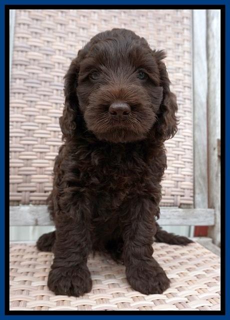 Liza Trace pups 7 wks old 61