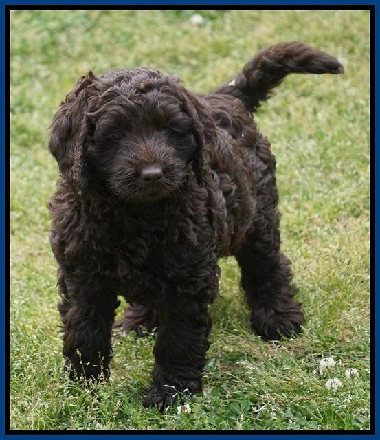 Liza Trace pups 7 wks old 71