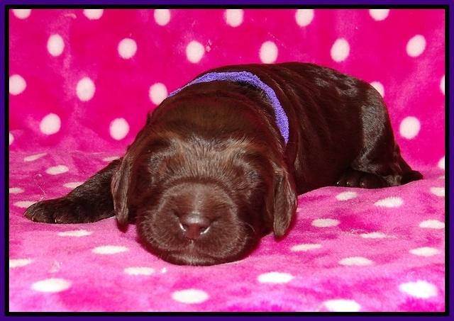 Liza Trace pups 1 wk old 71